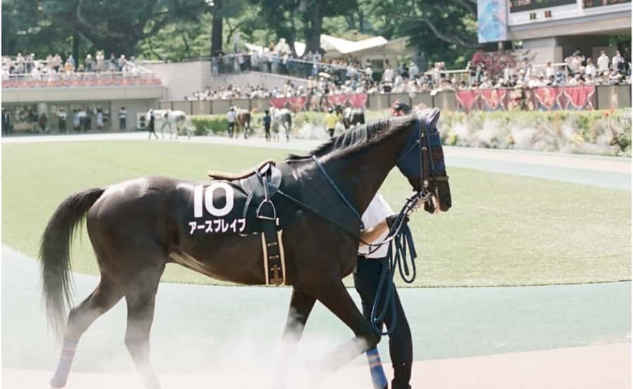Tokyo: Horse Racing Tour with Local Fan - Learning the betting system without Japanese