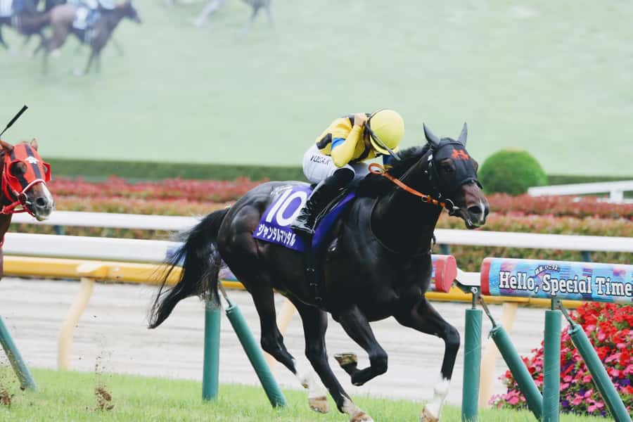 Tokyo: Horse Racing Tour with Local Fan - Choosing between Tokyo, Nakayama, Oi, and Kawasaki