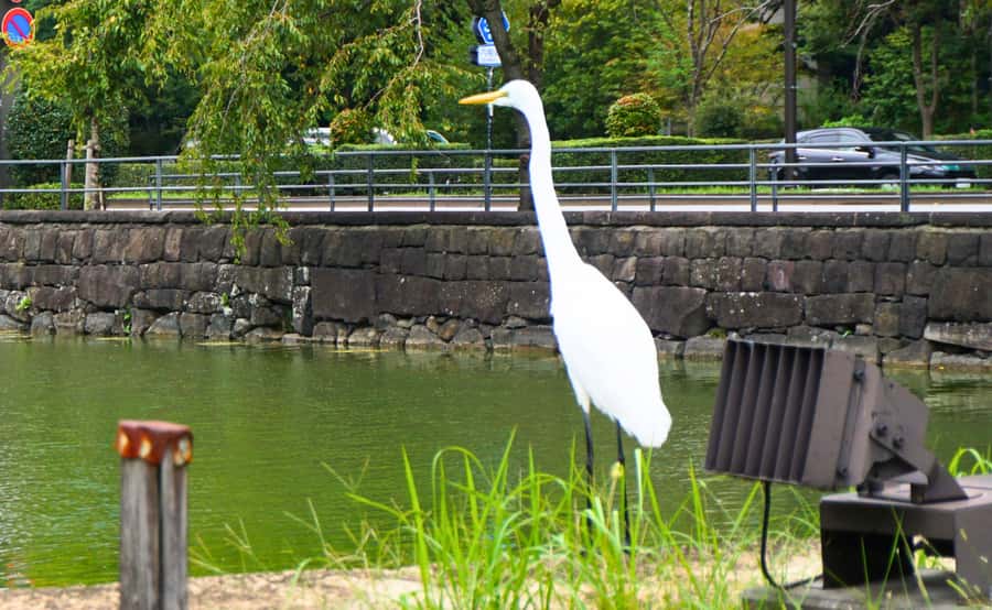 Tokyo: Imperial Palace, the history of Japan (ENGLISH GUIDE) - The Rare Koi and Small Details That Make the Walk Personal