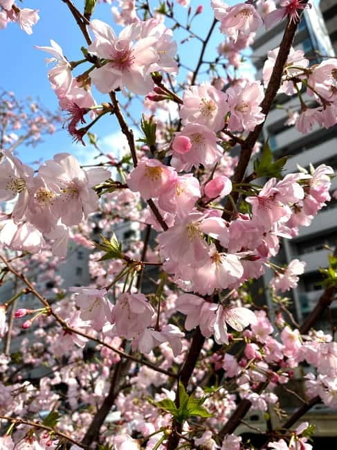 Tokyo: Local Foodie Adventure near Roppongi - Why Azabujuban feels different from nearby Roppongi
