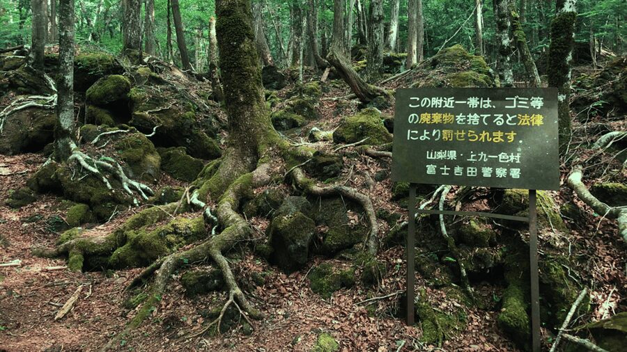 Tokyo: Mt. Fuji Hidden Gems and Aokigahara Forest Tour - A private route into Mt. Fuji country