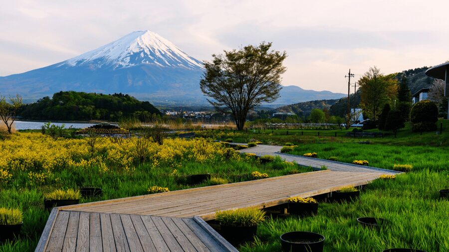 Tokyo: Mt. Fuji Hidden Gems and Aokigahara Forest Tour - Aokigahara Forest beyond its grim reputation