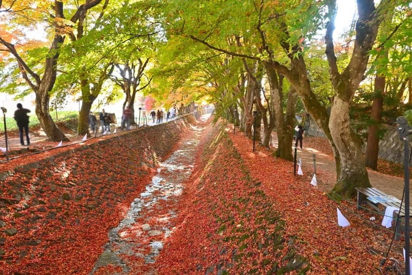 Tokyo:Mt.Fuji,Kawaguchiko Oishi Park,Arakurayama Sengen Park - Price, value, and who should book