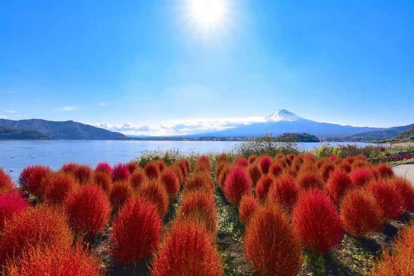 Tokyo:Mt.Fuji,Kawaguchiko Oishi Park,Arakurayama Sengen Park - Transport, guiding, and the pace of the day