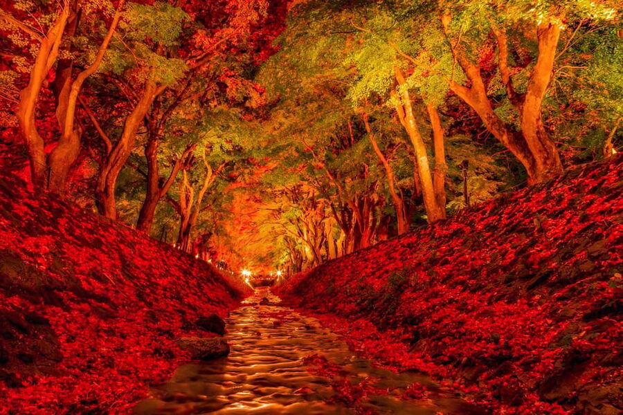 Tokyo: Mt Fuji Lake Kawaguchi & Yamanaka Hot Spring Day Tour - What the $68 price really covers