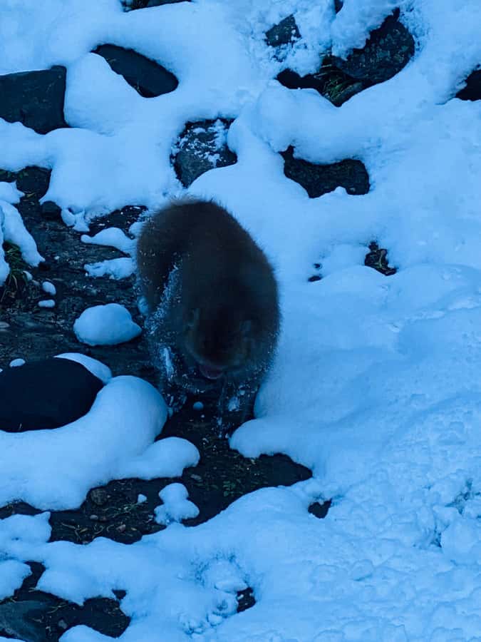 Tokyo/Nagano: private Tour with Snow Monkey Park & Temples - Why the Snow Monkeys Make the Long Drive Worthwhile