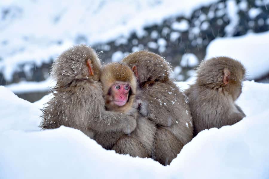 Tokyo/Nagano: private Tour with Snow Monkey Park & Temples - Shibu Onsen, Where the Streets Feel Older Than the Car Ride