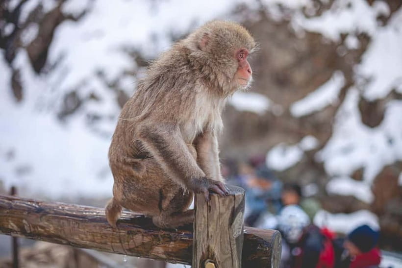 Tokyo: Nagano Snow Monkeys and Zenkoji Tour with Temples - Key points at a glance