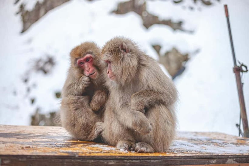 Tokyo: Nagano Snow Monkeys and Zenkoji Tour with Temples - Shibu Onsen, photos without a long bath
