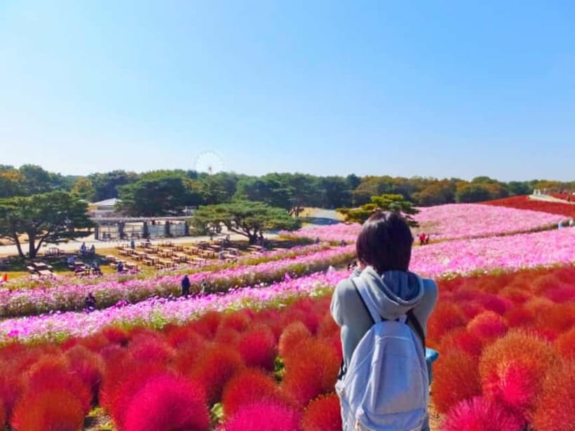 Tokyo: Spring Hitachi Seaside & Ashikaga Flower Park Tour - Key points at a glance