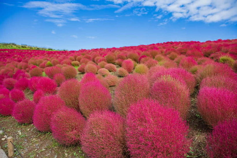 Tokyo: Spring Hitachi Seaside & Ashikaga Flower Park Tour - How the bus schedule shapes your day