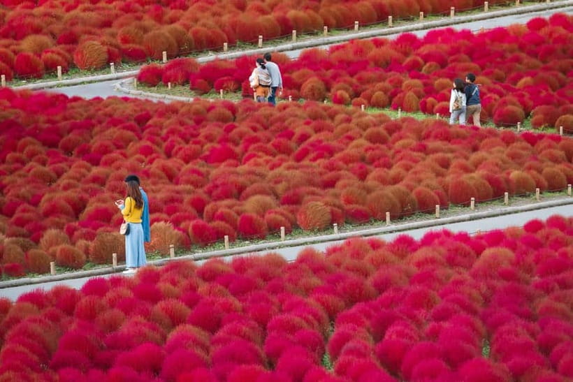 Tokyo: Spring Hitachi Seaside & Ashikaga Flower Park Tour - What the $98 price includes