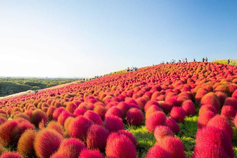Tokyo: Spring Hitachi Seaside & Ashikaga Flower Park Tour - Mibu Michi no Eki: a practical lunch break