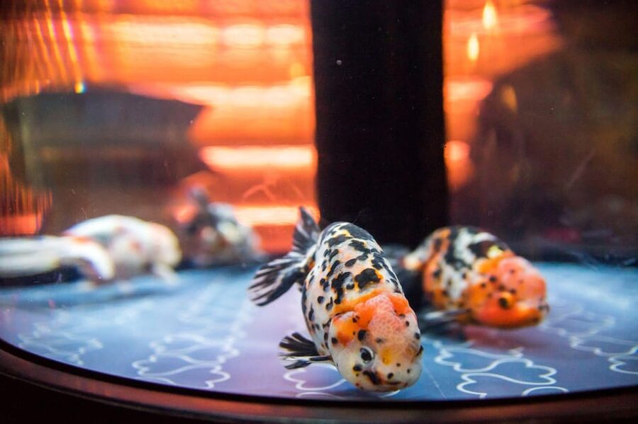 Tokyo: Sumida Aquarium Entry Ticket - Entering Sumida Aquarium and getting settled