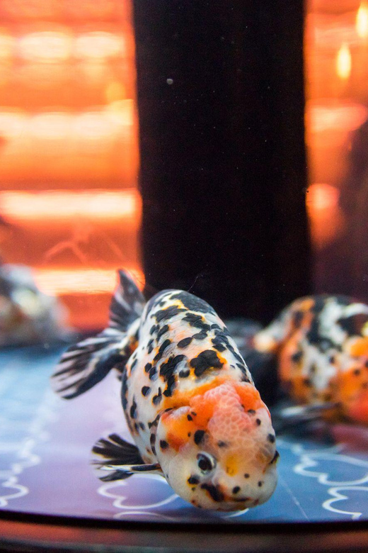 Tokyo: Sumida Aquarium Entry Ticket - Why the chairs matter more than you might expect