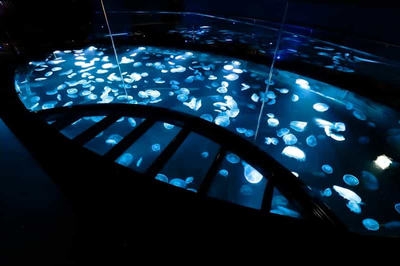 Tokyo: Sumida Aquarium Entry Ticket - What the $17 ticket really buys you