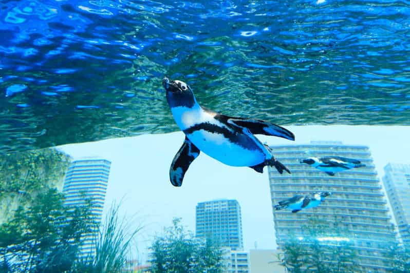Tokyo: Sunshine Aquarium Entry Ticket - A simple plan for a smooth visit