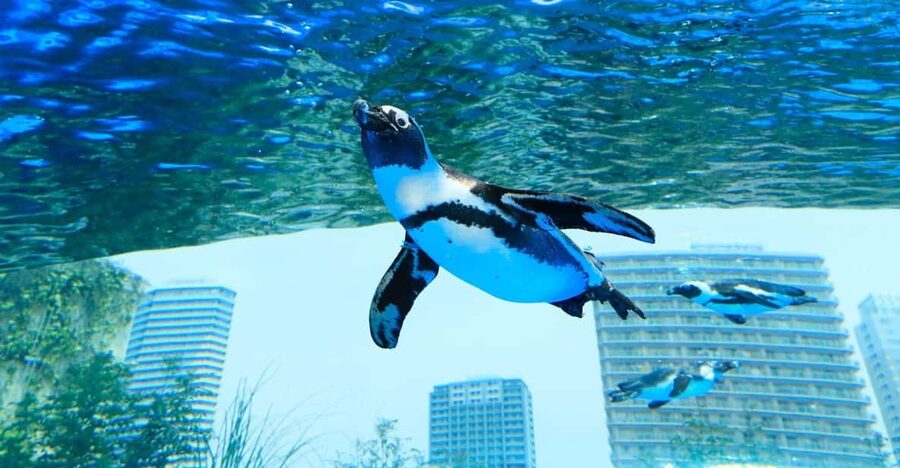 Tokyo: Sunshine Aquarium Entry Ticket - Start with the Penguins in the Sky tank