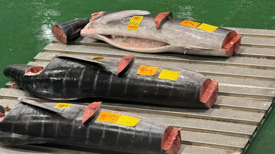 Tokyo: Toyosu Tuna Auction &Tsukiji Market Gourmet Adventure - Breakfast at 6:30 AM, with the menu set by the day