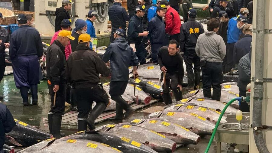 Tokyo: Toyosu Tuna Auction &Tsukiji Market Gourmet Adventure - Who should book this early-morning market tour?