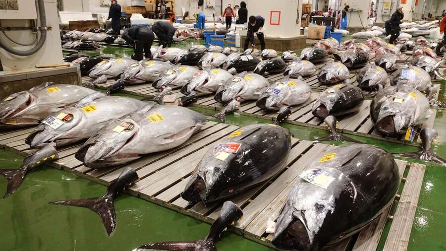 Tokyo: Toyosu Tuna Auction &Tsukiji Market Gourmet Adventure - Toyosu gives you the working-market picture