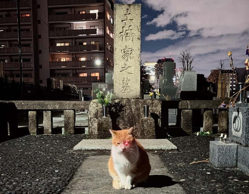Tokyo: True Crime And Ghost Stories Tour - Kabukicho: crime stories under the neon