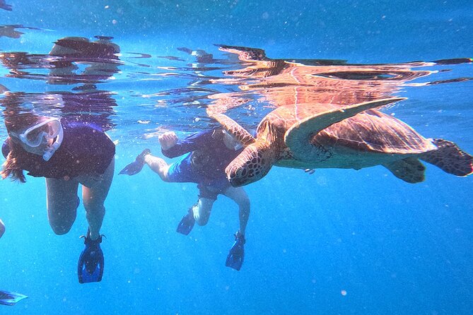 Turtle Snorkeling in Ishigaki - Fluent English! Small Group! - A beach tour with no boat transfer