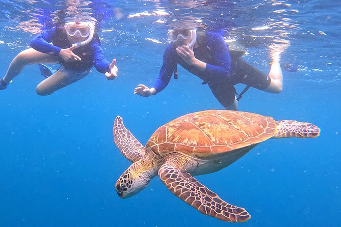 Turtle Snorkeling in Ishigaki - Fluent English! Small Group! - How good is the English guidance?