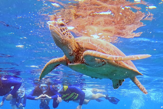 Turtle Snorkeling in Ishigaki - Fluent English! Small Group! - Is $72.26 a good value?