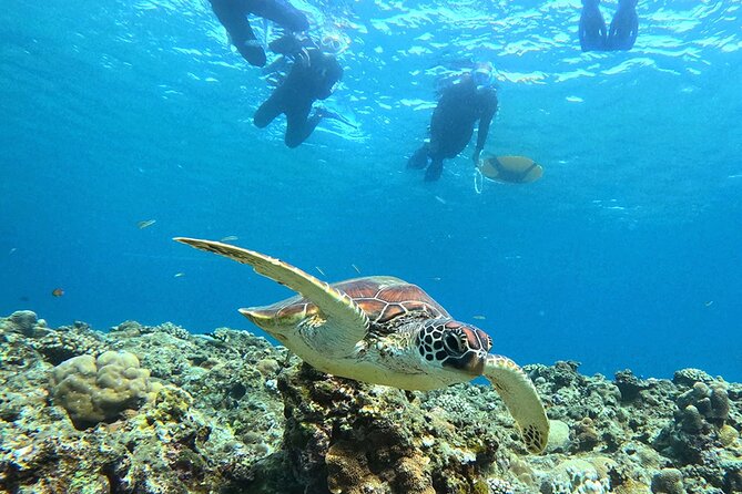 Turtle Snorkeling in Ishigaki - Fluent English! Small Group! - Who should book this experience?