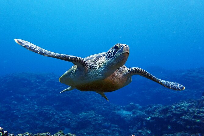 Turtle Snorkeling in Ishigaki - Fluent English! Small Group! - What the four-hour morning usually feels like