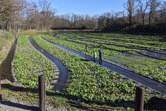 Wasabi Farm Walking Tour & Lunch - Why Daio Wasabi Farm is worth your time