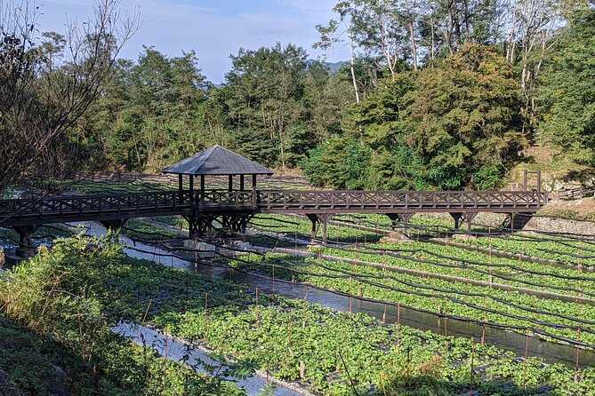Wasabi Farm Walking Tour & Lunch - What makes real wasabi different