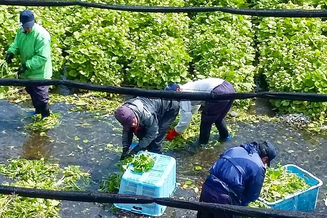 Wasabi Farm Walking Tour & Lunch - Who will enjoy this tour most?