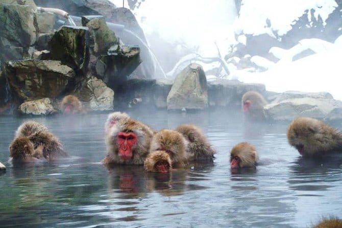 Wild Bird Sanctuary Forest Guided Tour in Nagano - The value of a $16.42 nature tour
