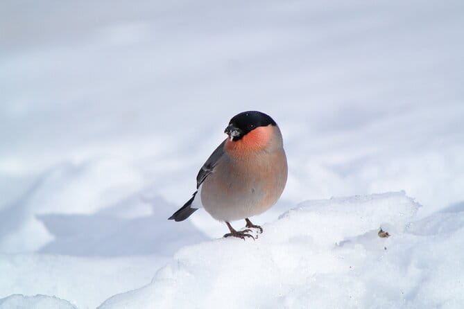 Wild Bird Sanctuary Forest Guided Tour in Nagano - Who should book this experience
