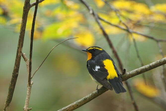 Wild Bird Sanctuary Forest Guided Tour in Nagano - Starting at Karuizawa Wild Bird Sanctuary