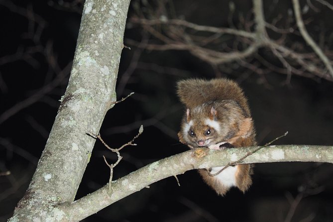 Wild Japanese Flying Squirrel Watching Tour in Nagano - Key points to know before booking