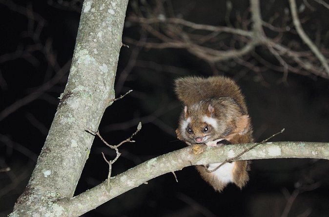 Wild Japanese Flying Squirrel Watching Tour in Nagano - The timing, light, and weather factor