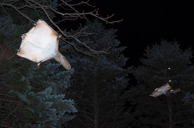 Wild Japanese Flying Squirrel Watching Tour in Nagano - What the $28.69 price includes