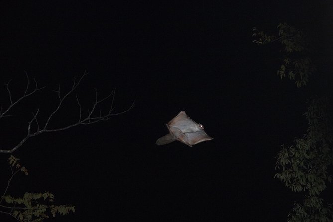 Wild Japanese Flying Squirrel Watching Tour in Nagano - Group size and the feel of the watch