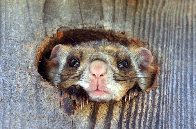 Wild Japanese Flying Squirrel Watching Tour in Nagano - Language support and what you should prepare for