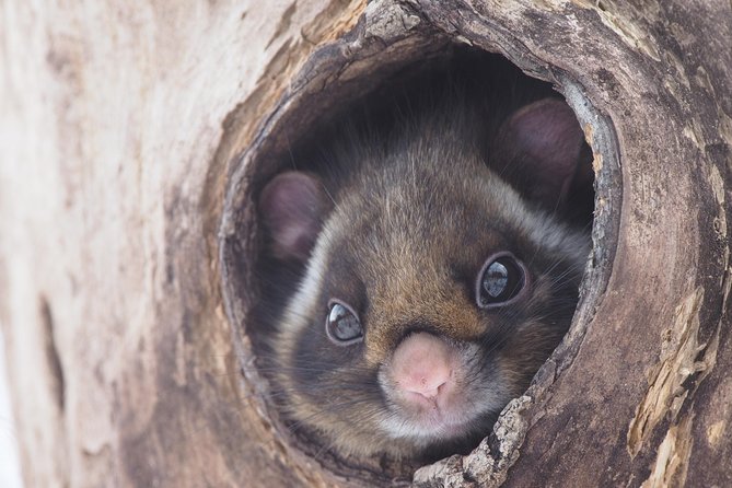 Wild Japanese Flying Squirrel Watching Tour in Nagano - Starting at the Picchio Visitor Center